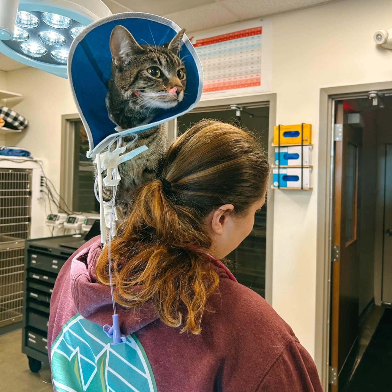 Cat with feeding tube at vet